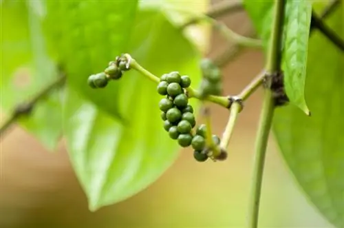 Bonsai ya mti wa pilipili