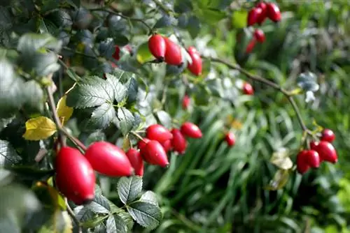 Wilde rose heupe: herkenning, oes en gebruik