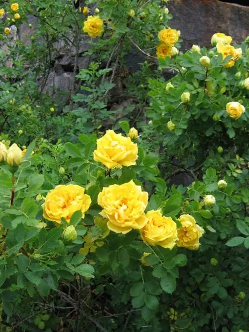 Nakakabighaning wild rose species: Galugarin ang pagkakaiba-iba ng kalikasan