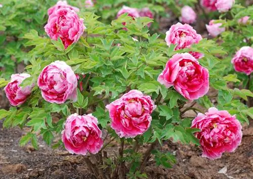 Befrukta pioner: Hur man främjar tillväxt och blomning