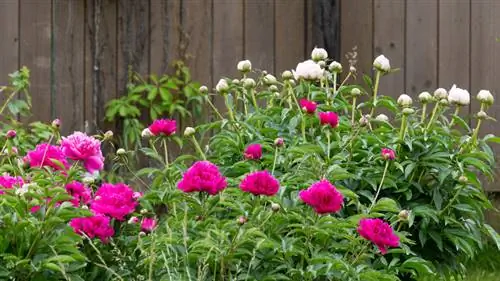 Cog peonies