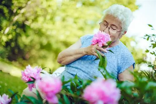 Chăm sóc hoa mẫu đơn: Lời khuyên cho hoa tươi tốt