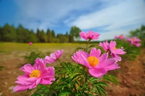 Piantare la peonia arborea: luogo, terreno e tempo di semina