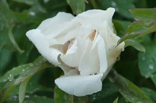 Peonia arborea in giardino: come prendersene cura