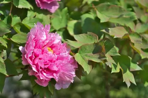 Tallar la peònia d'arbre: així promou l'esplendor de les flors