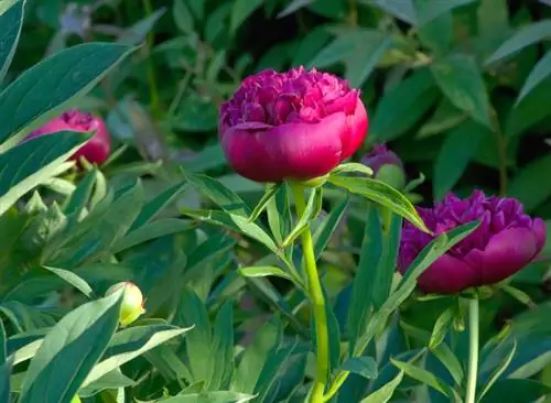 Japanese peonies pruning