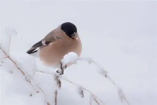 Өвөлд тэсвэртэй цээнэ цэцэг: Ингэж л гэмтэлгүй давдаг