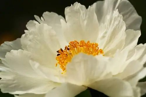 Aling mga uri ng peonies ang mahalaga sa bansang ito?