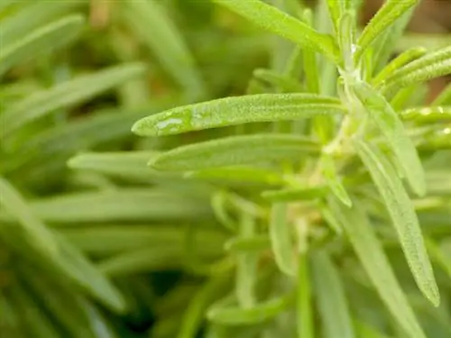 Rosemary care: detect and ward off lice infestations