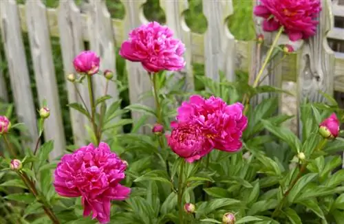 পুনরুজ্জীবিত peony