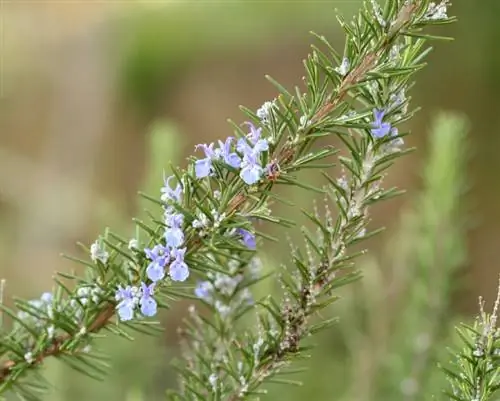 Rosemary varieties