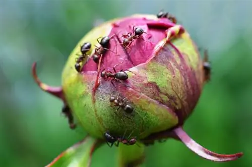 Ants on peonies: harmful or harmless?