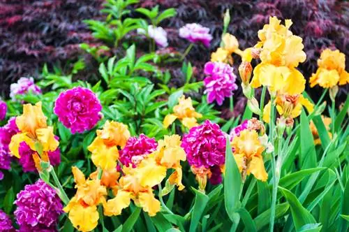 Hermosas plantas compañeras para peonías: nuestras recomendaciones