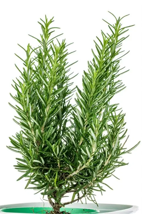 Kukua rosemary