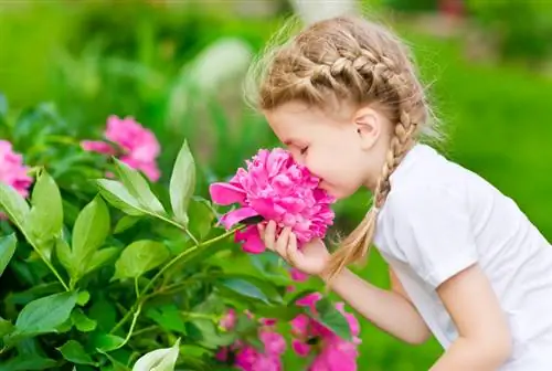 Les pivoines sont-elles vénéneuses ? Tout ce que vous devez savoir en un coup d'oeil