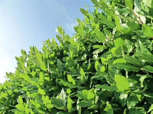 Growing a laurel hedge successfully: instructions & care tips