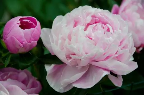 Wanneer bloeien pioenrozen? Het ideale moment in de tuin