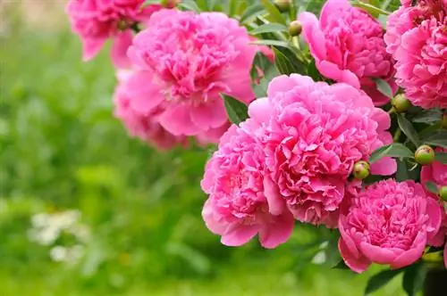 Peonies potted উদ্ভিদ