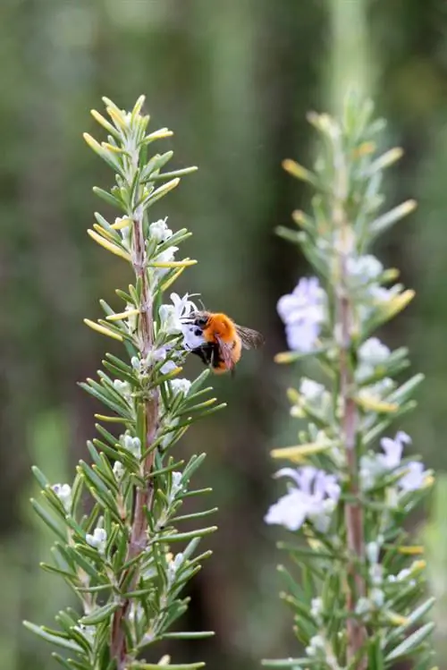 Rosemary inageuka kahawia