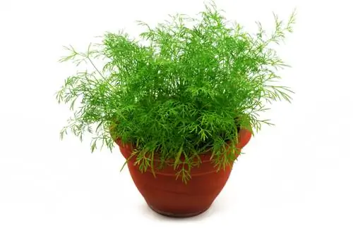 Dill in the pot