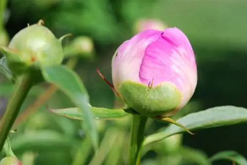 Pivoines en détresse : les bourgeons ne s'ouvrent pas - qu'est-ce qui aide ?