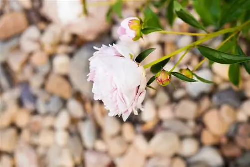 Pagpapanatiling hugis ng mga peonies: Ang pinakamahusay na mga diskarte sa suporta