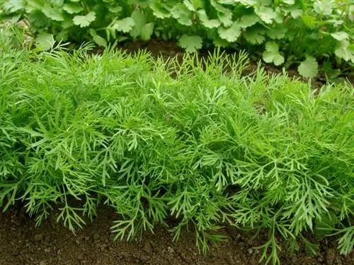 Plant dill