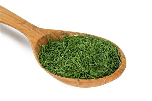 Memelihara dill: Beginilah aromanya dipelihara