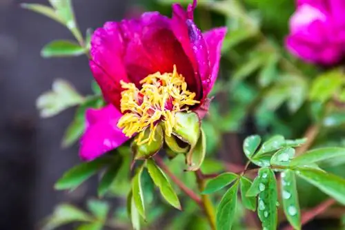 Overwinter peonies pruning