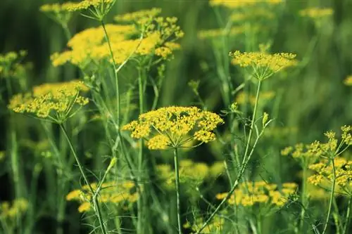 Dille in je eigen tuin: teelt en verzorging eenvoudig uitgelegd