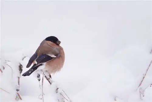 قضاء فصل الشتاء في زهور الفاوانيا في أصيص: هكذا يمكنك القيام بذلك بأمان