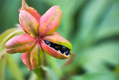 Kuvuna na kupanda mbegu za peony: vidokezo na mbinu