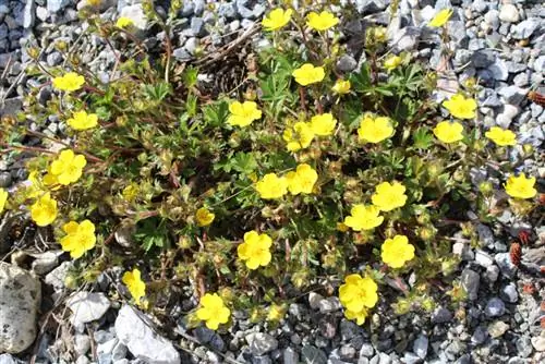 Les tournesols hivernent