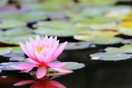 Water lily profile