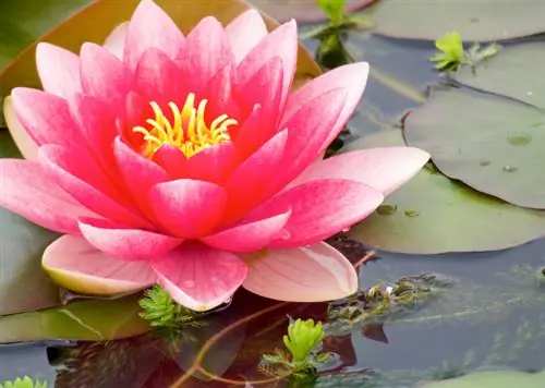 Water lilies in the garden pond: step by step instructions