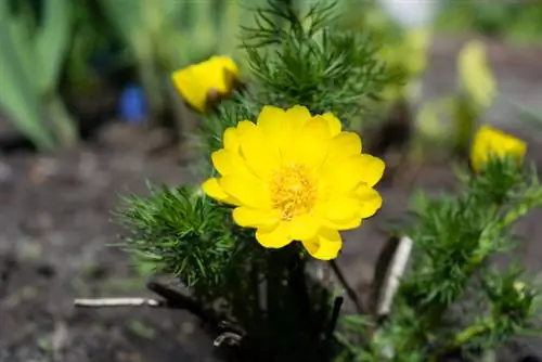 Plantar floretes de Adonis: ubicación, momento de plantación y consejos de cuidado