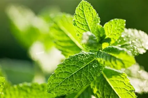 Peppermint diseases: recognize and combat symptoms