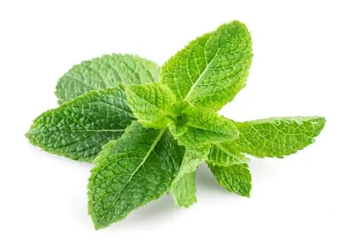 Peppermint mildew