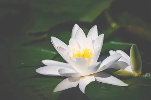 Tuklasin ang mga uri ng water lily: Alin ang angkop sa iyong garden pond?