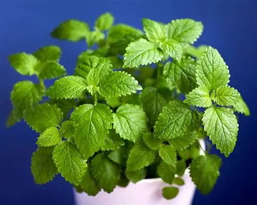 Peppermint in the pot