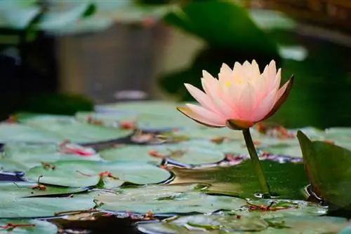 Water lilies: When does their breathtaking bloom begin?