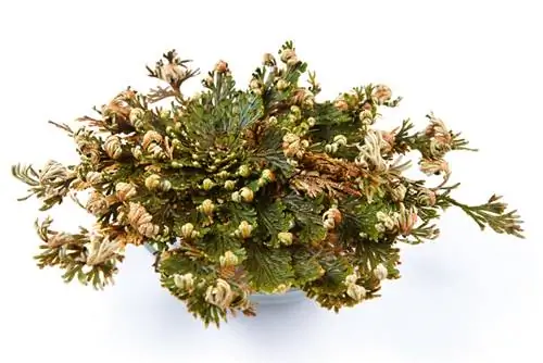 False Rose of Jericho: Lahat tungkol sa mystical na halaman