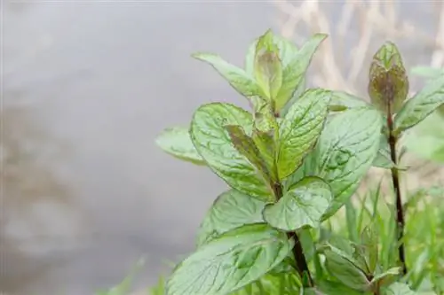 Peppermint: Mmea wa kuburudisha hutoka wapi?