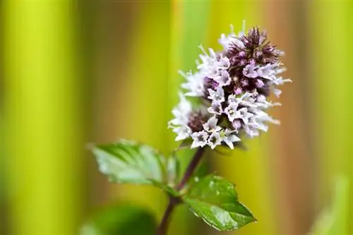 পেপারমিন্ট বীজ: সফল বপনের জন্য টিপস