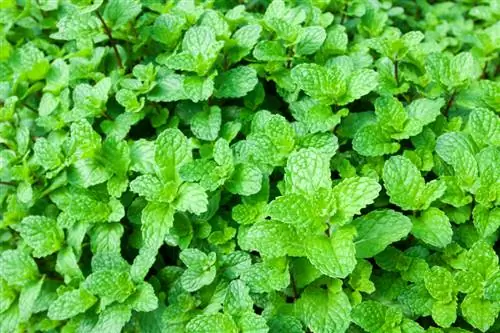 Berhasil menyebarkan peppermint: tips & instruksi