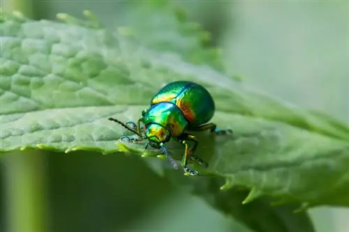 Parassiti della menta piperita