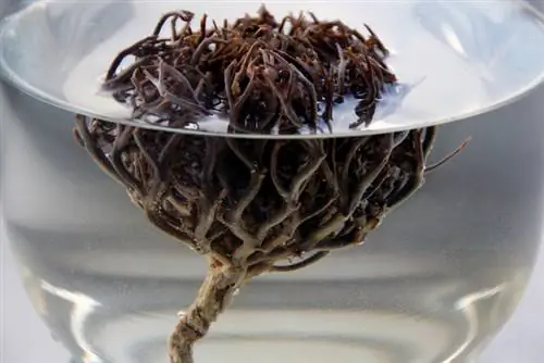 Rose of Jericho Water