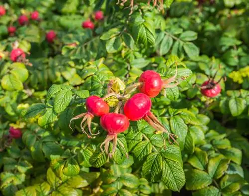 Potatisros: Ätliga blommor och frukter till köket