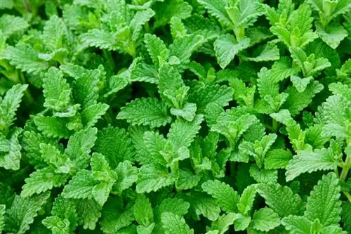 Memotong peppermint: Kapan dan bagaimana untuk mendapatkan aroma yang optimal?