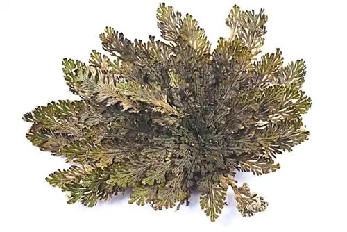 Fake Rose of Jericho: pleje, formering, "genoplivning"